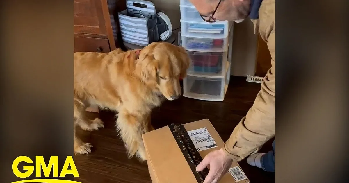 A golden retriever is interacting with a small dog inside a cardboard box, with a person's hand reaching in.