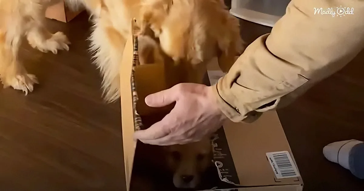 Golden Retriever and puppy