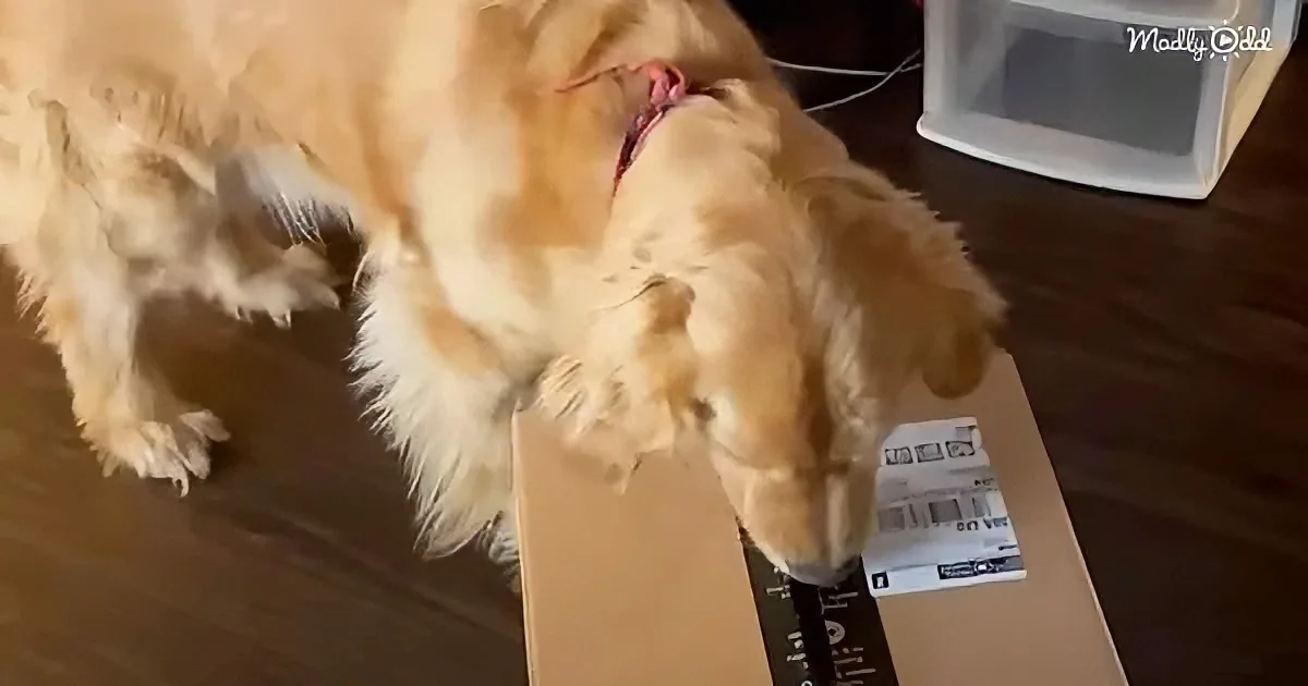 Golden Retriever and puppy