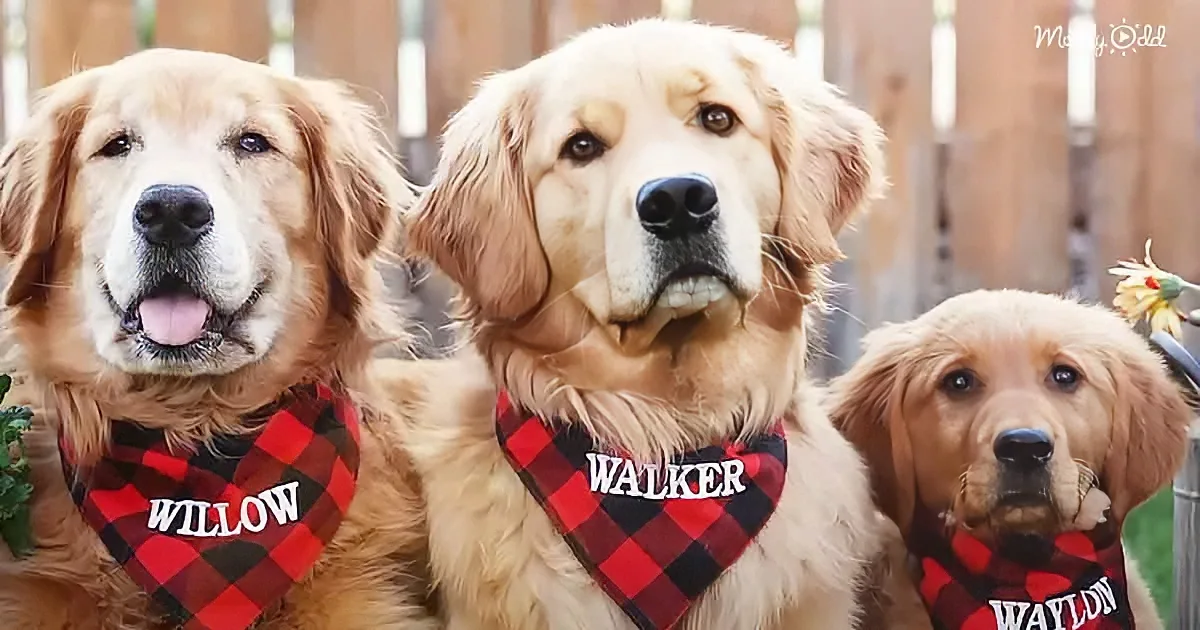 Golden Retrievers and puppy