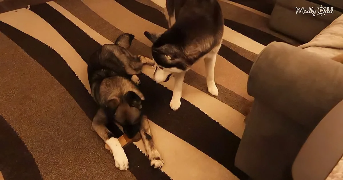 Two dogs, one lying and one standing, interact on a striped rug near a couch.