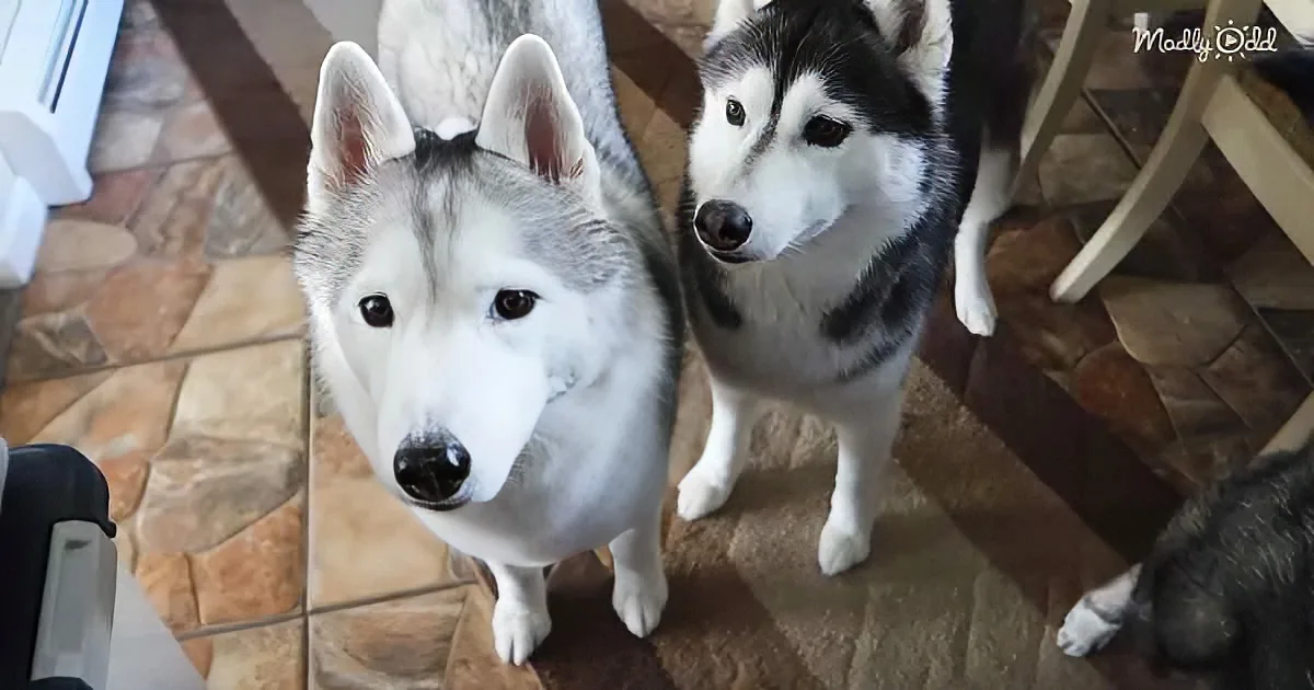 Two huskies with striking blue eyes stand on a tiled floor, looking up attentively.