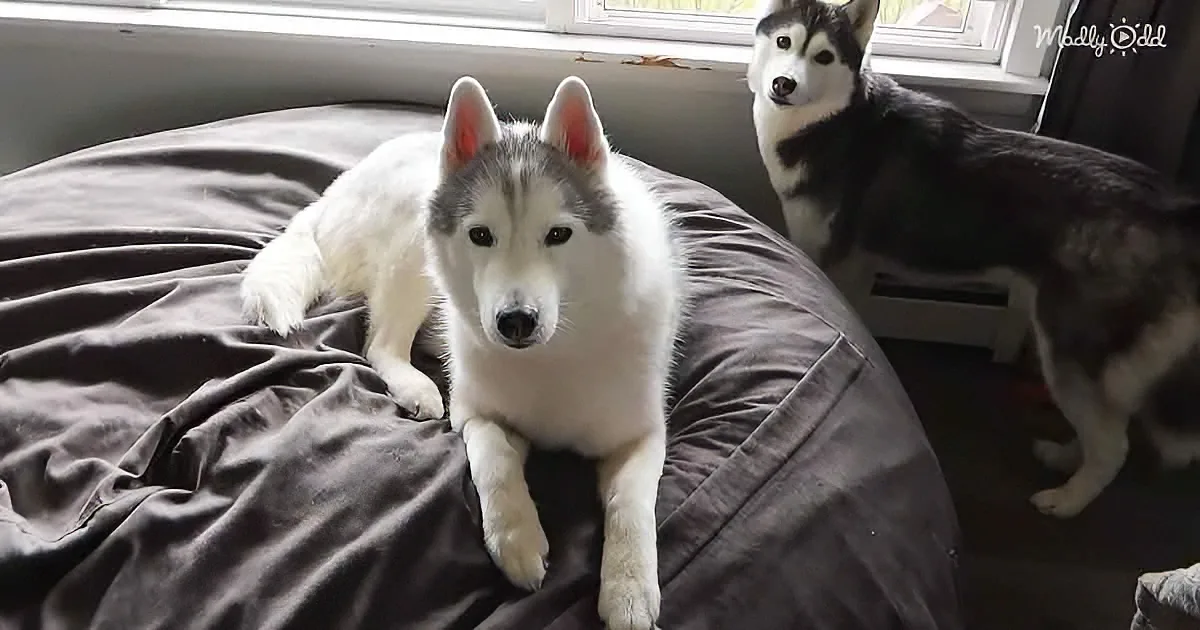 A white and gray husky lounges on a gray bedspread, with another husky standing nearby.