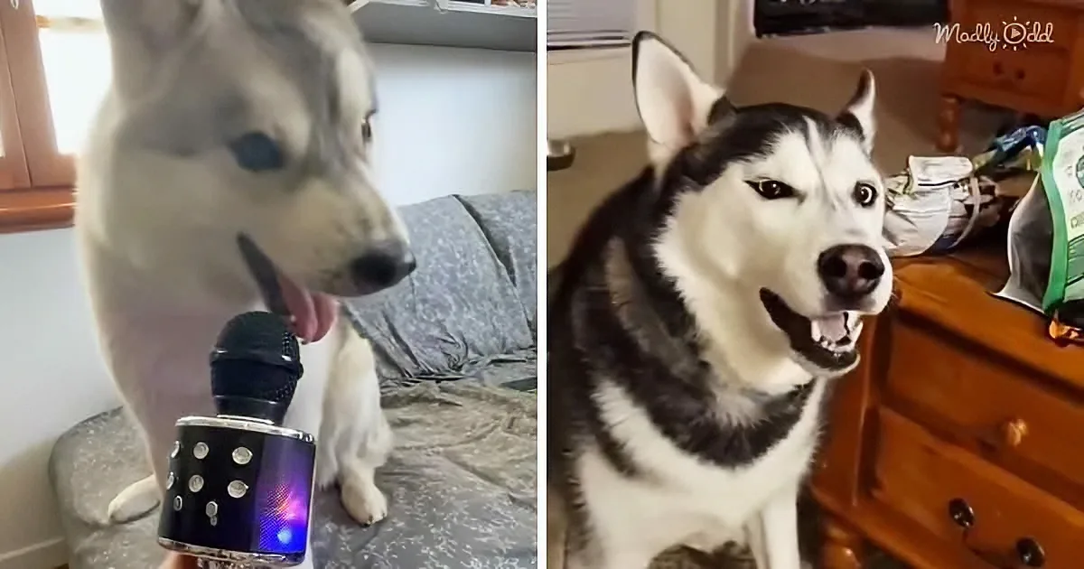 A husky dog is holding a microphone and appears to be singing or speaking into it.