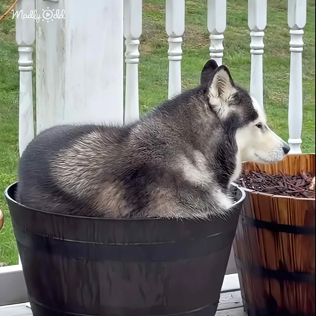 A husky dog is lounging in a large black pot on a porch.
