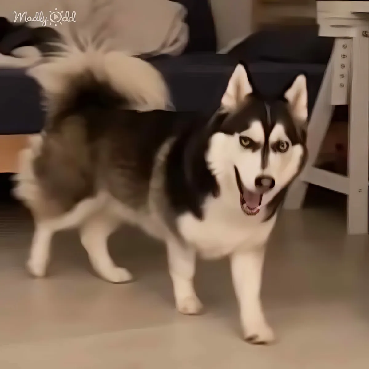 A husky dog stands indoors with its tongue out, looking directly at the camera.