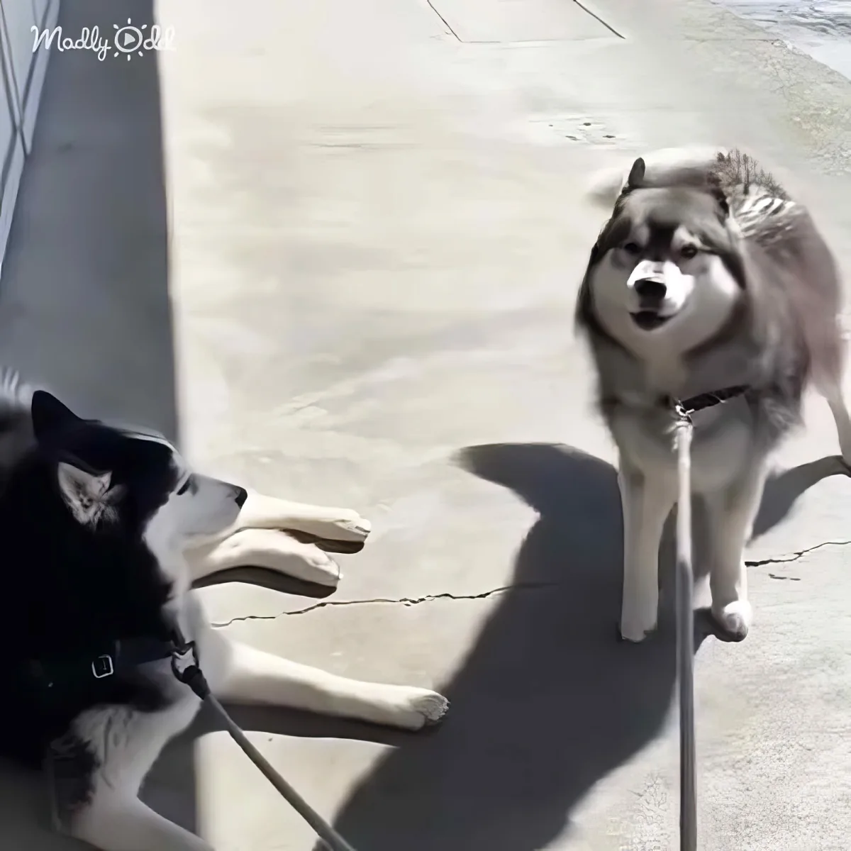 Two huskies, one extending its paw, appear to be reaching across a crack in the pavement.