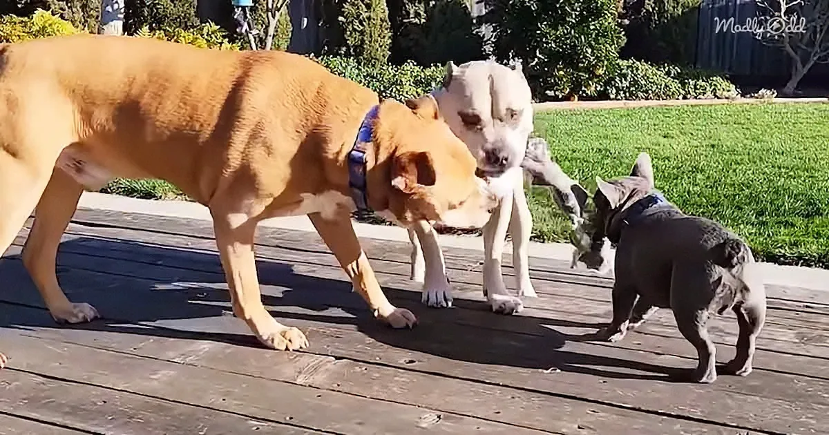 Adorable dogs playing