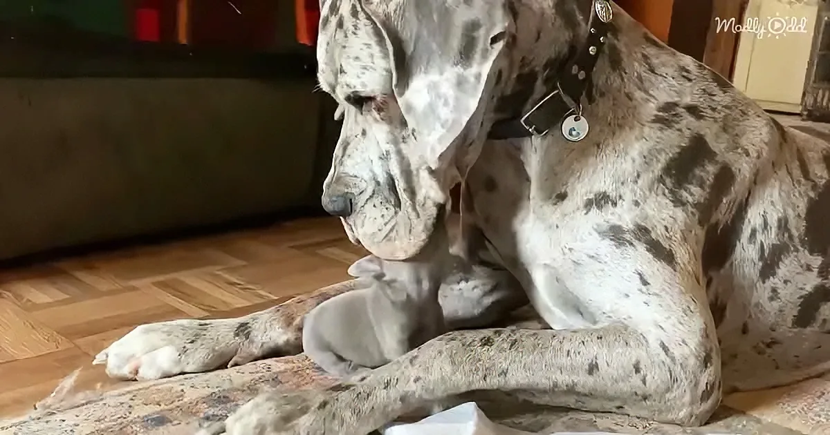 Great Dane and Bulldog puppy
