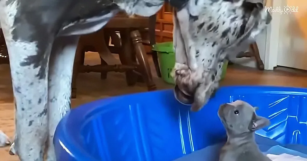 Great Dane and Bulldog puppy