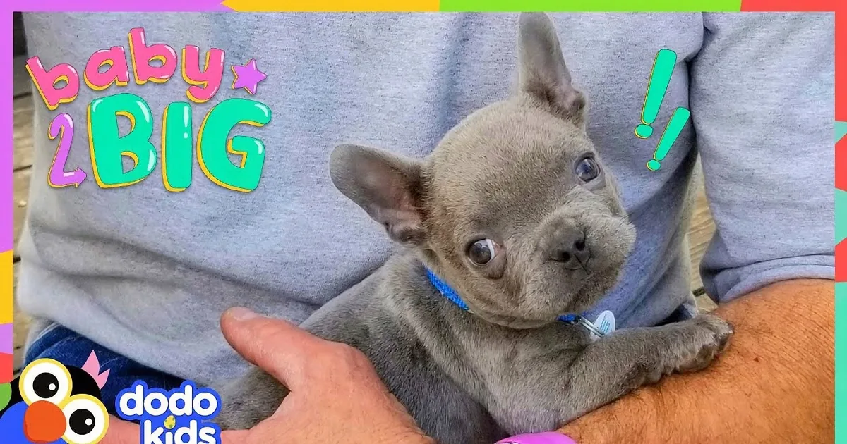 Biggest Great Dane Is a Guardian Angel to an Itty-Bitty Bulldog