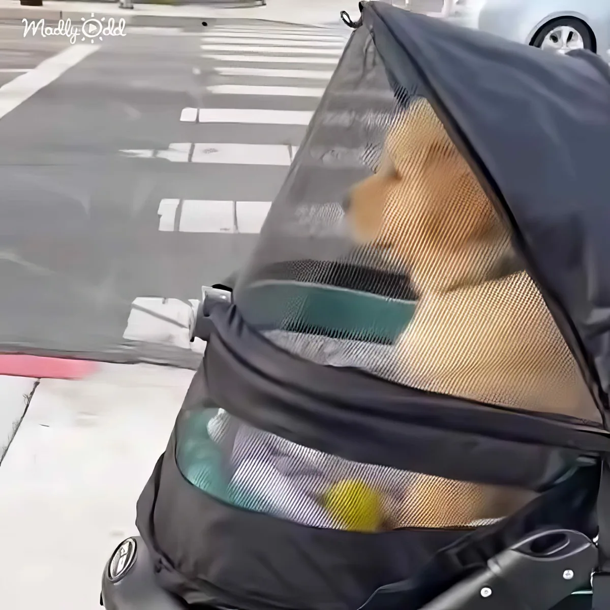 Golden Retriever dog