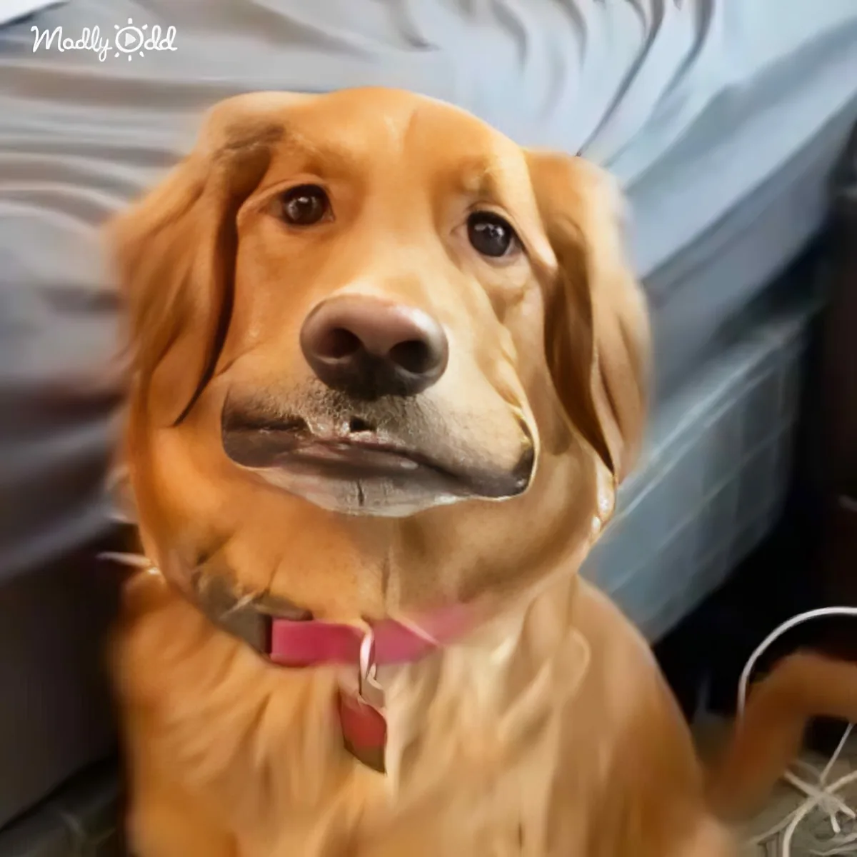 Golden Retriever dog