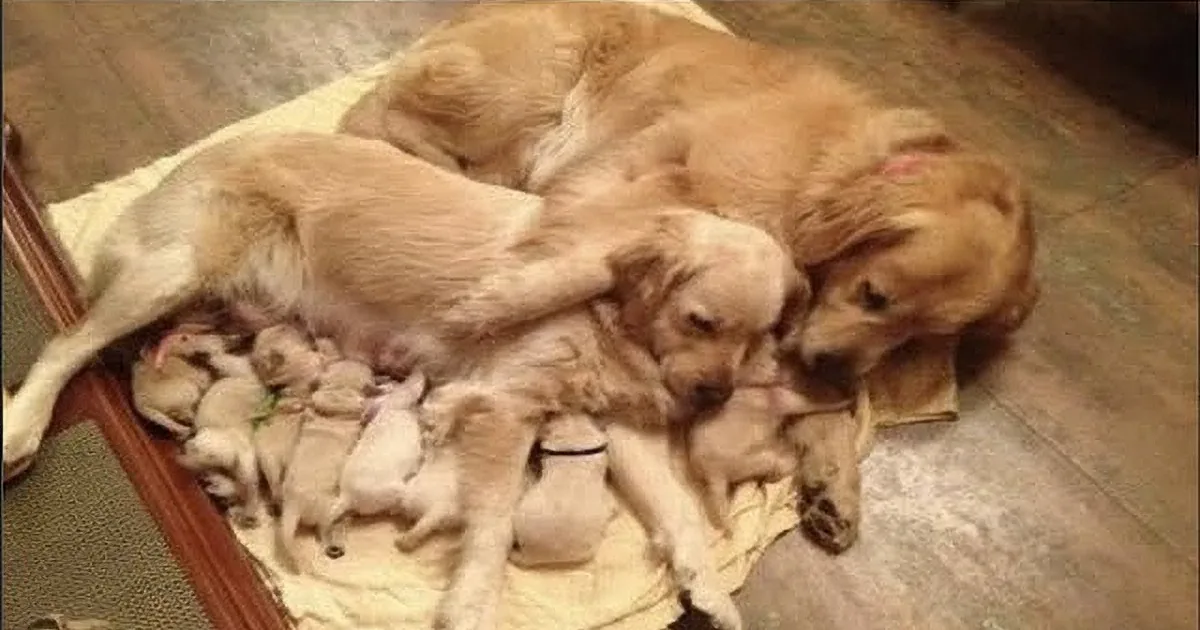 Silliest Golden Retrievers Will Leave You Laughing for a While