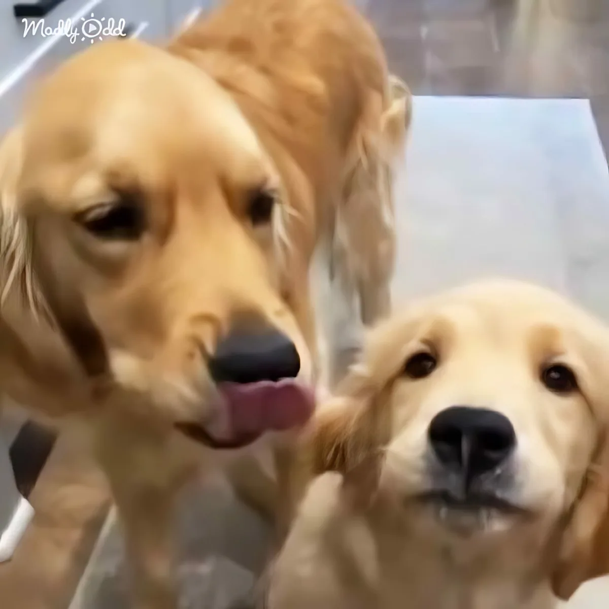 Two golden retrievers, one licking its nose, the other looking at the camera, in a close-up shot.