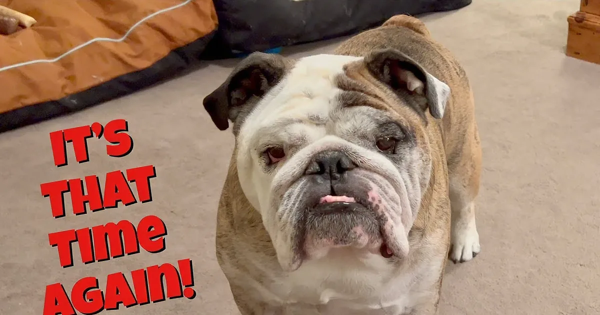 Bulldog Announced as 'Employee of the Month'