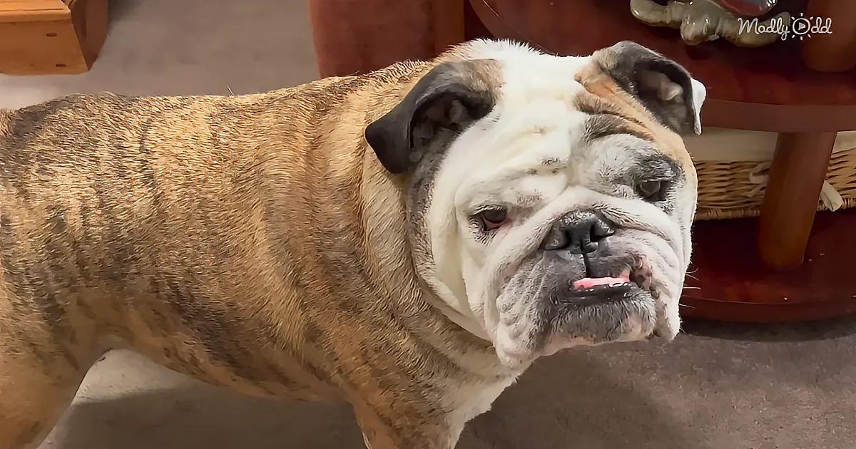A bulldog with a wrinkled face, white and brown fur, and a slightly open mouth is standing indoors.