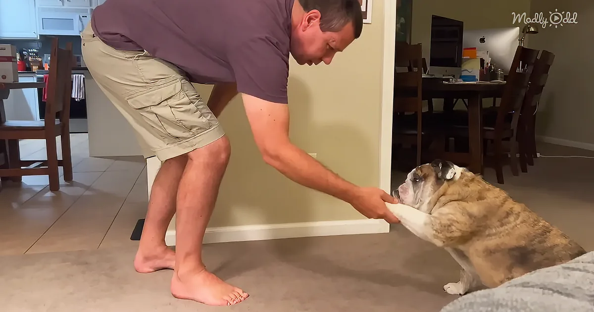 A man is bending down to pet a bulldog in a home setting.