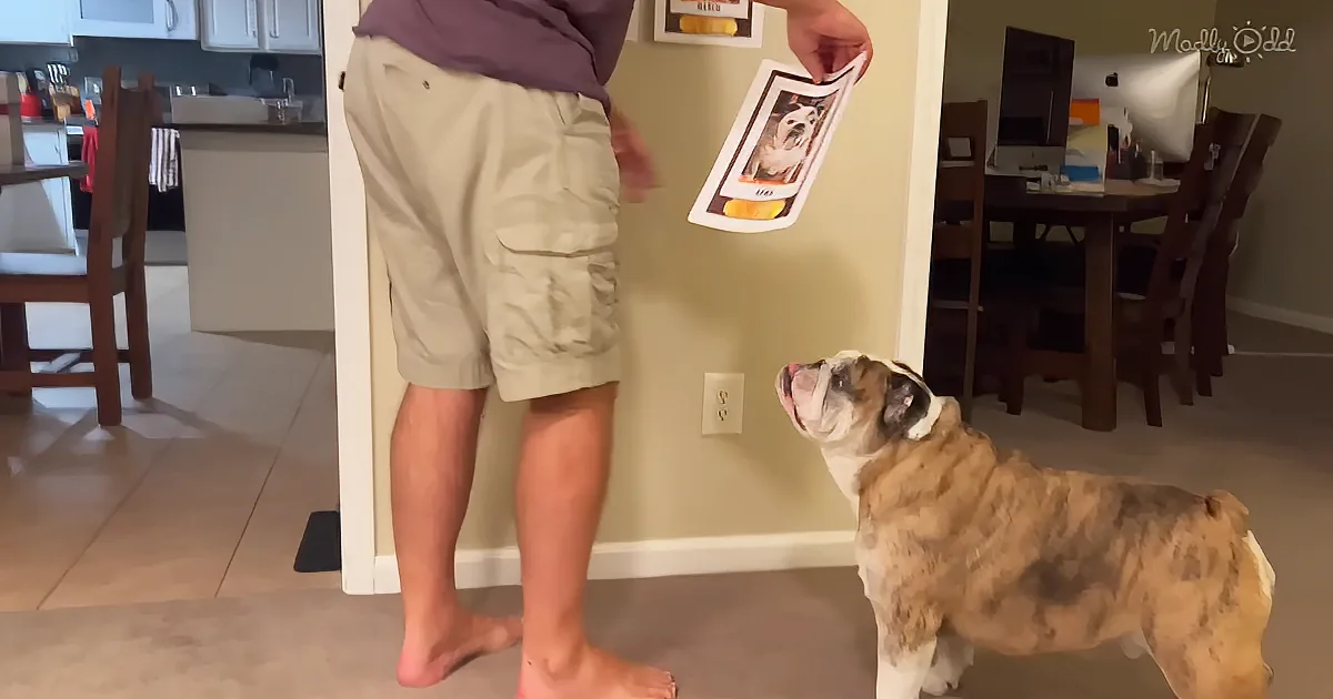 A person holds a photo of a dog, while a bulldog sits and looks up, tongue out, in a living room.