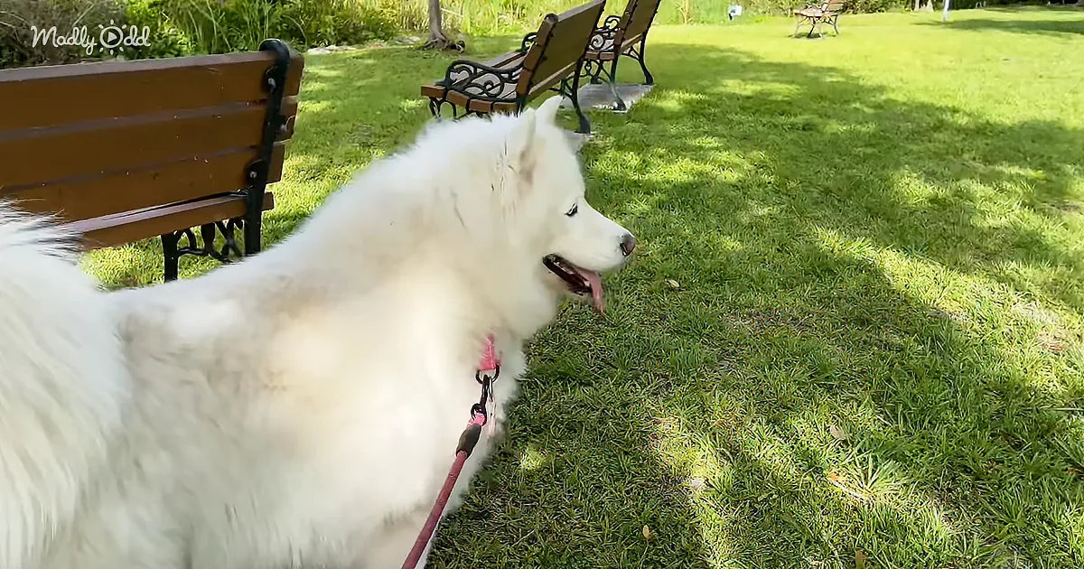 A fluffy white dog on a leash stands on grass near a bench in a park.