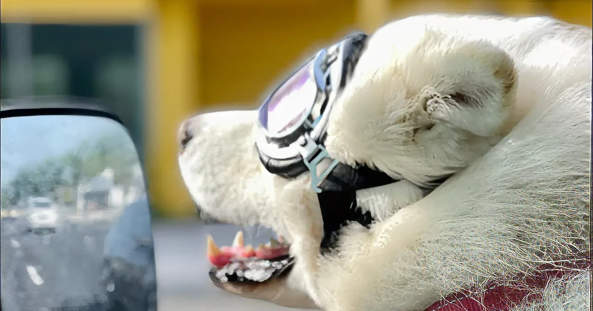 The Adventures of the Coolest Husky on the Planet