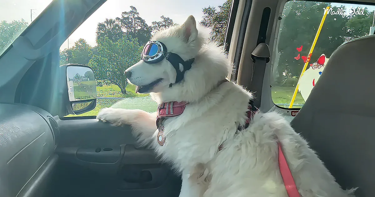 A white dog wearing goggles and a harness sits in a car, looking out the window.