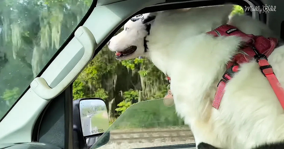 A white dog wearing a red harness leans out of a car window, enjoying the breeze.