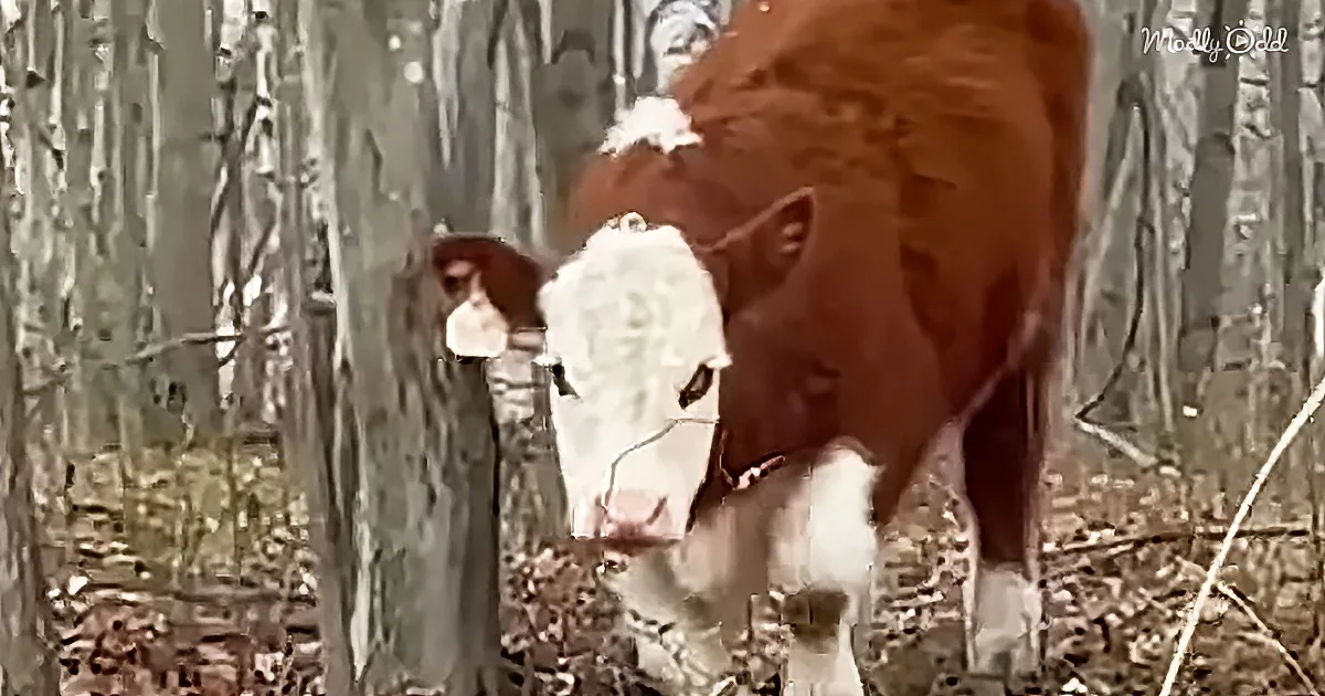 A cow with a white face and brown body stands in a forested area, surrounded by trees and fallen leaves.