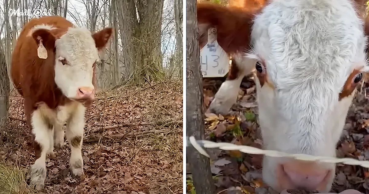 School Girl Saves a Terrified Cow Lost in the Woods for 3 Months