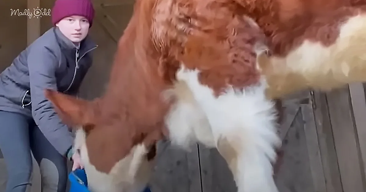 A fluffy, brown and white dog is being petted by a person wearing a purple beanie and gray jacket.