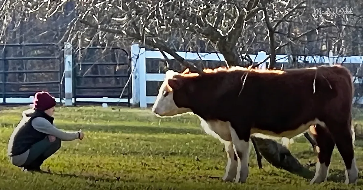 A person in a red hat crouches near a cow in a grassy field, with bare trees and a fence in the background.
