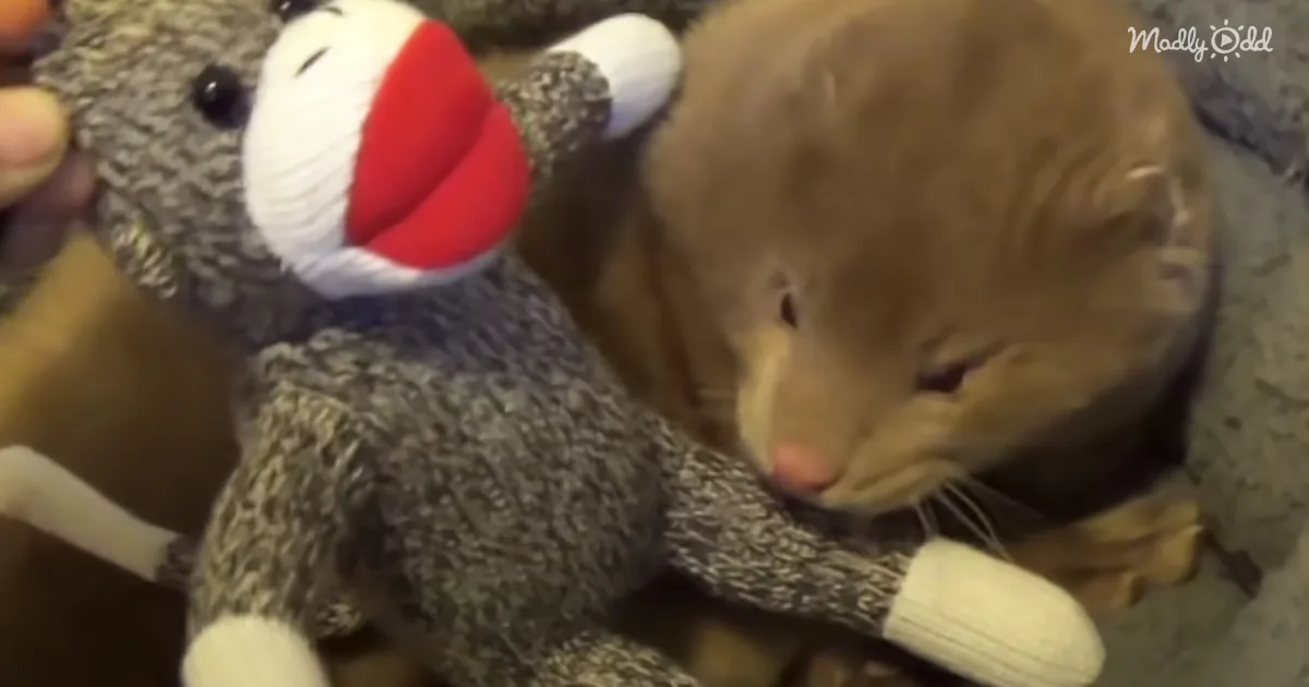 A cat snuggles with a gray stuffed animal with a red nose and white feet.