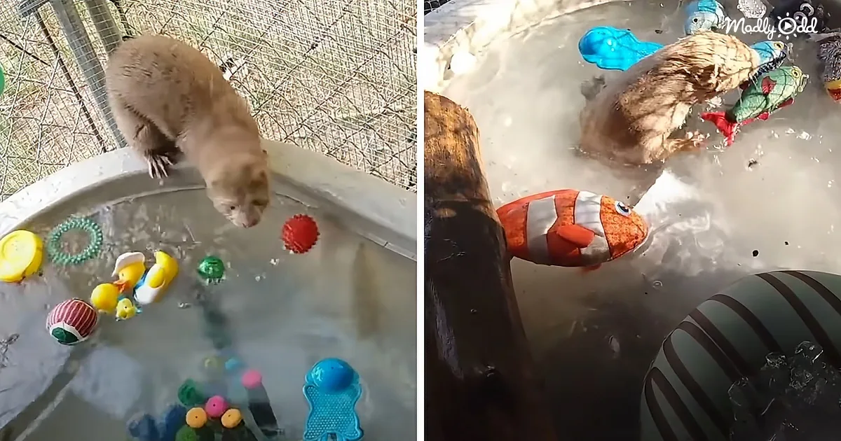 Tiny Rescue Mink Playing With Toys in His Swimming Pool