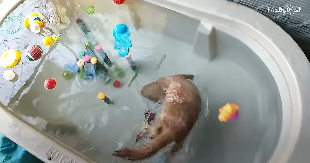 A playful otter swims in a tub filled with colorful toys and water.