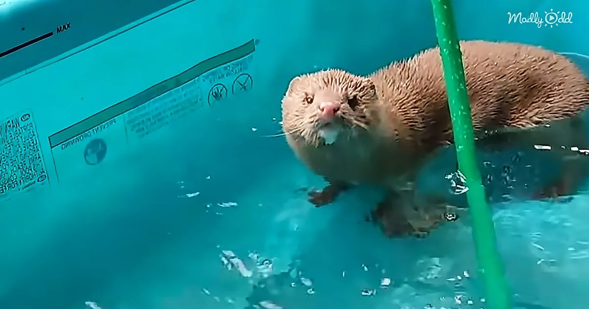 A wet otter floats in a blue container, looking up with its whiskers visible.