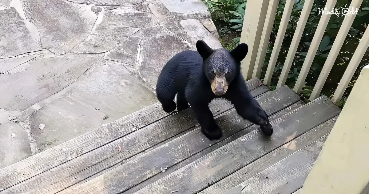 A black bear cub stands on wooden steps, looking down with a curious expression.