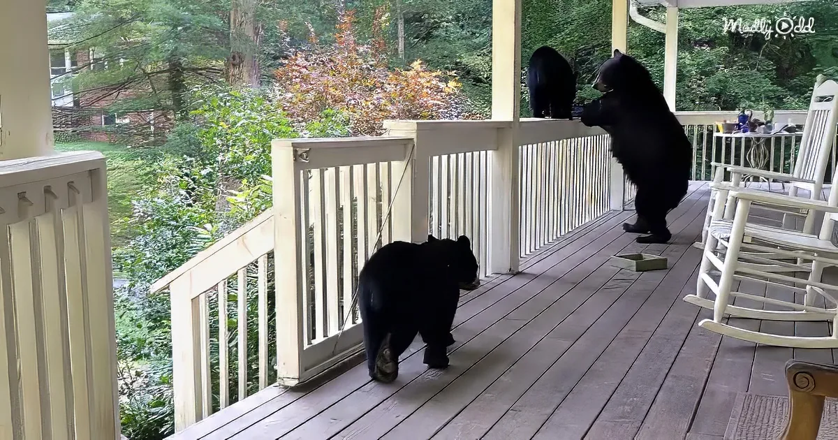 Two black bears explore a porch, one climbing the railing, another walking on the deck.