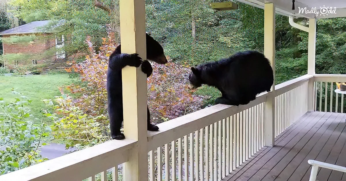 Two black bears are on a porch railing, one climbing and the other looking down.