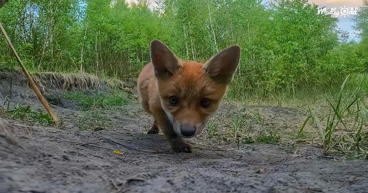 GoPro Becomes a New Play Toy for Tiny Baby Foxes