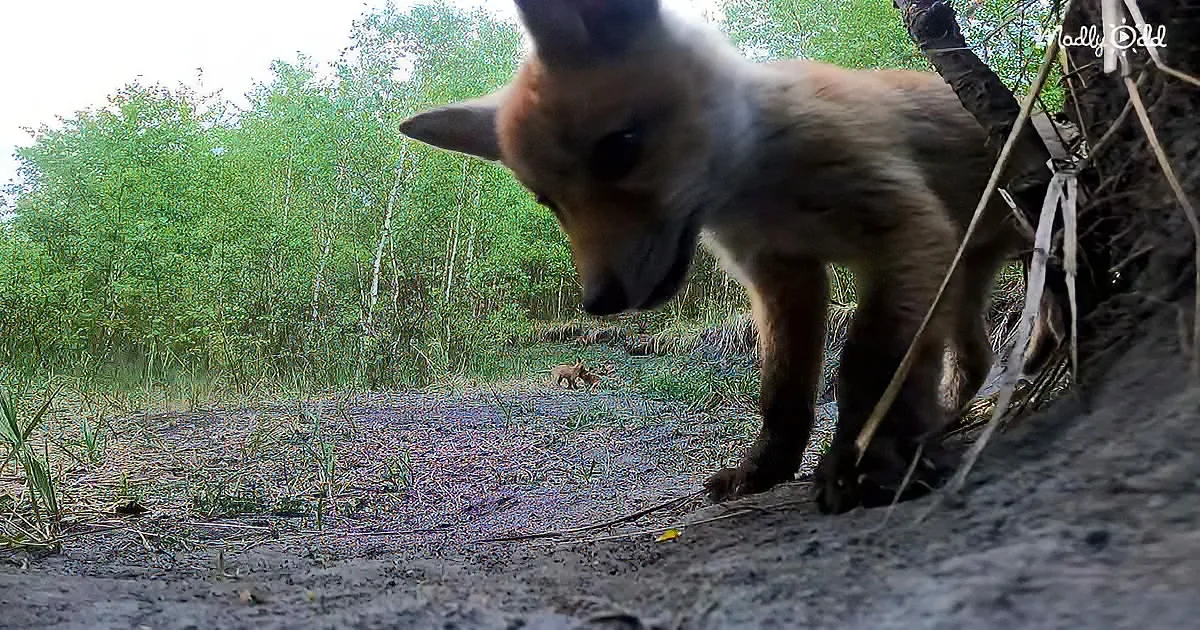 A fox cub stands near its den, looking down at the ground with a forest backdrop.