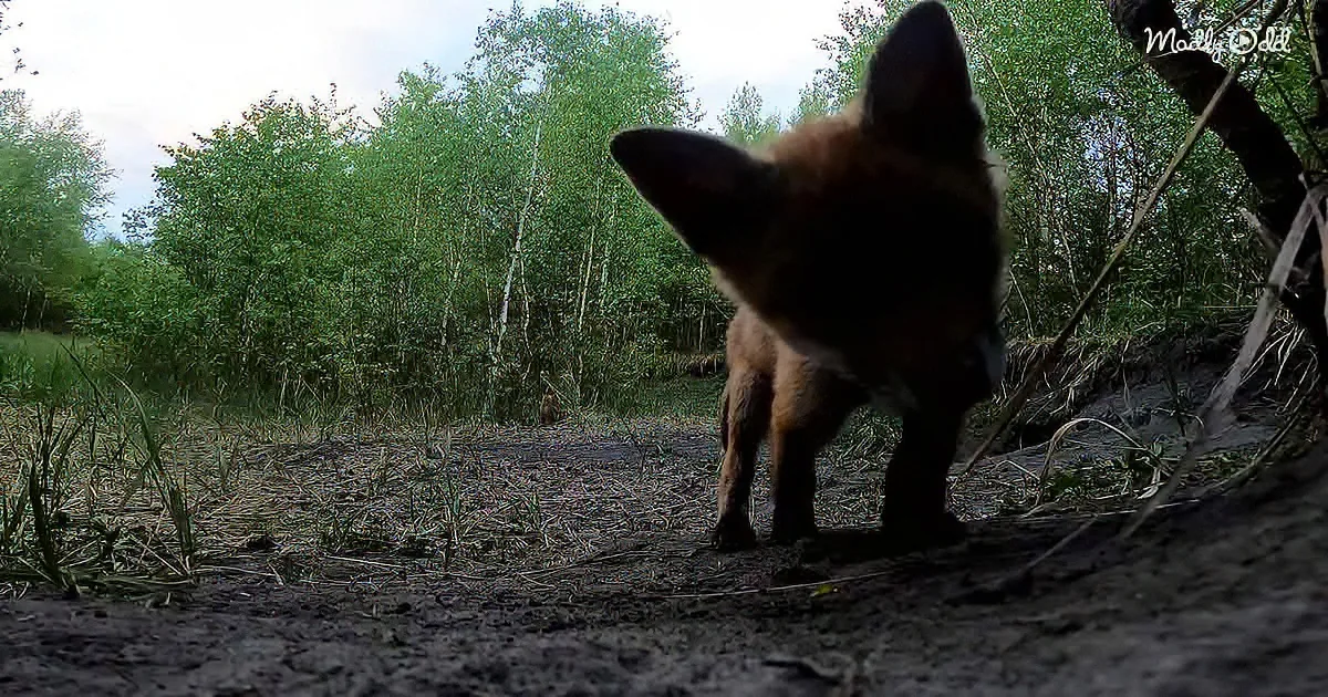 A fox stands on a dirt path, its ears perked up, surrounded by greenery and a cloudy sky.