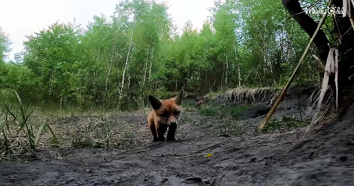 A fox stands on a dirt path surrounded by green trees and grass.