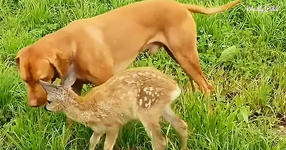 Dog and fawn