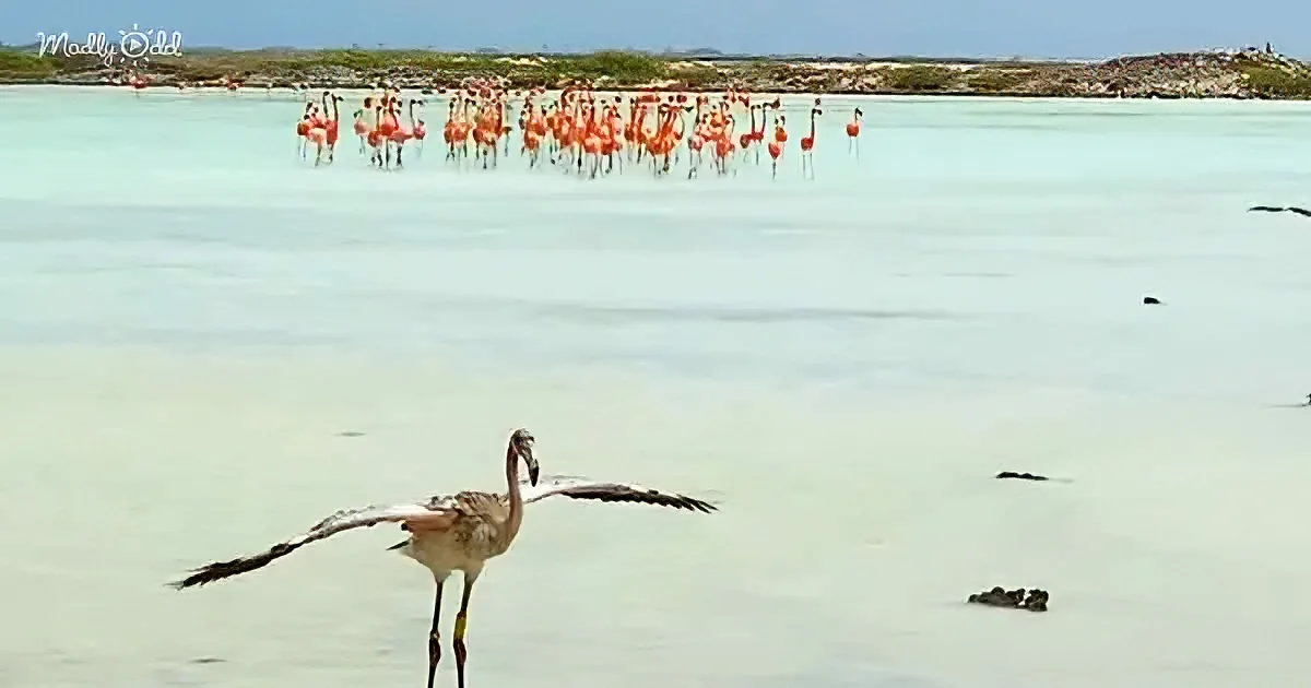 A lone flamingo spreads its wings on a shallow, turquoise lagoon, with a flock of flamingos in the background.