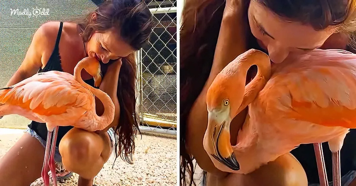 Pink Flamingo Remembers Her Savior and Returns for Snuggles