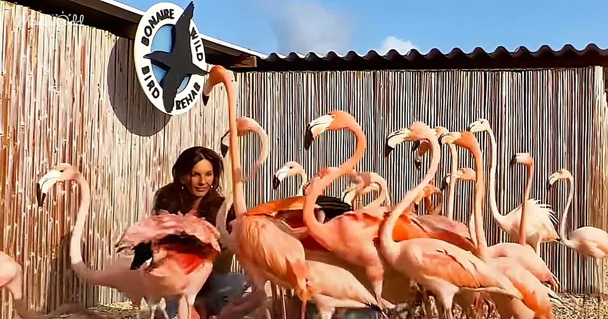 A woman stands amidst a flock of flamingos in front of a bamboo fence and a sign for Bonaire Wild Bird Rehab.
