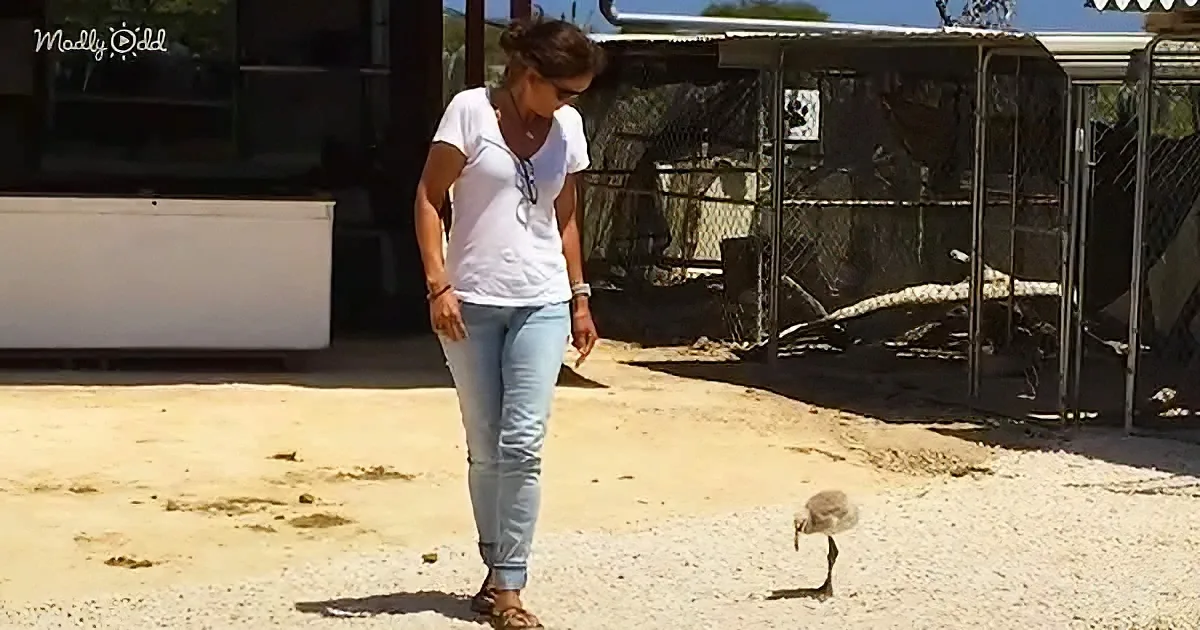 A woman in a white shirt and jeans stands near a small bird on a gravel surface, with a fenced enclosure and a crocodile...
