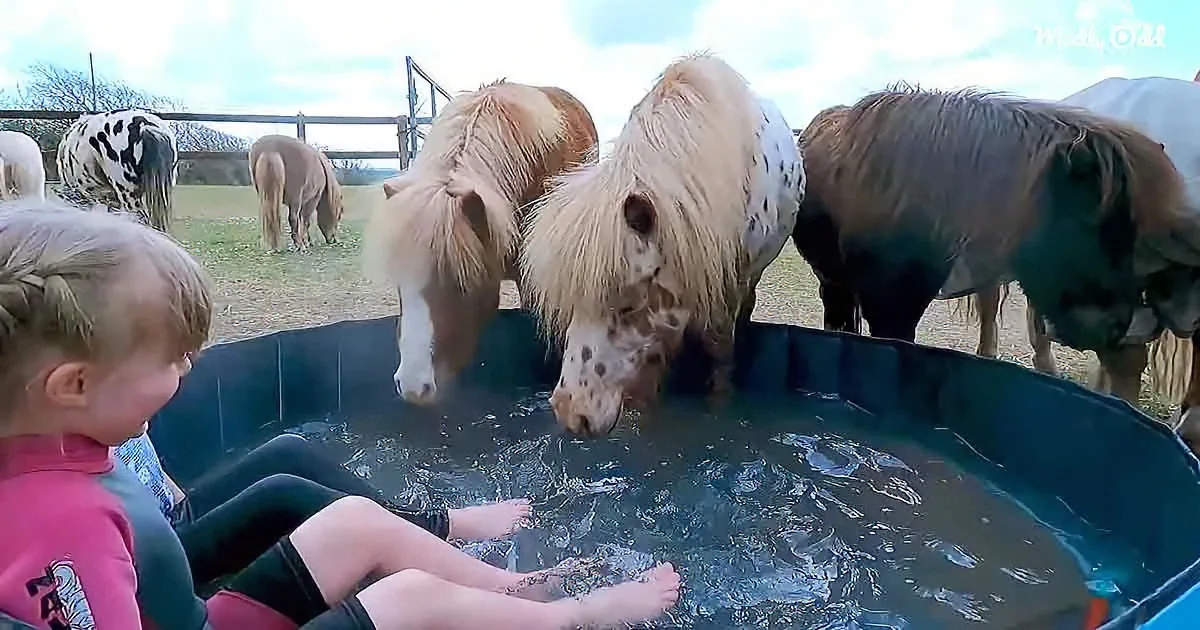 Ponies Crash Little Girl's Epic Pool Party