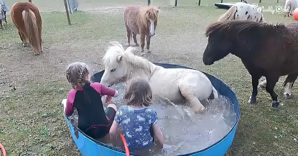 Kids and ponies