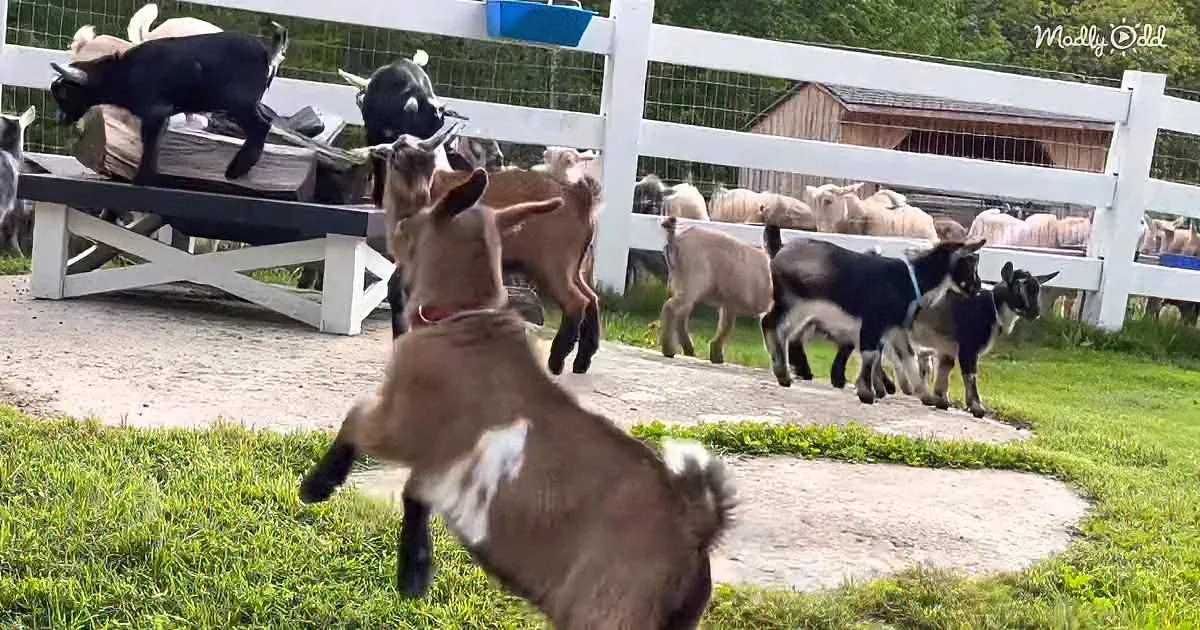 Goats playfully interact on a wooden ramp in a fenced pasture, with sheep in the background.